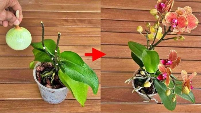 Después de eso, todas tus orquídeas florecerán continuamente: pruébalo