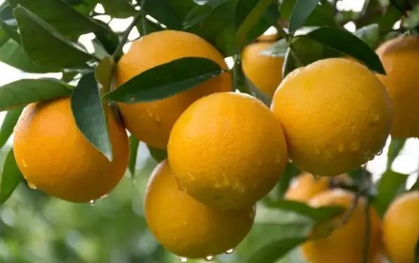 Naranja para la Salud